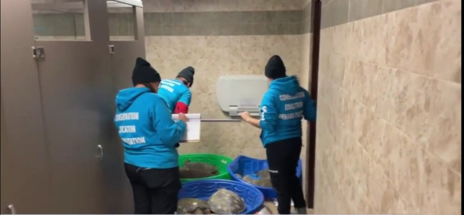 Sea Turtle rescata a más de 60 tortugas por bajas temperaturas 
