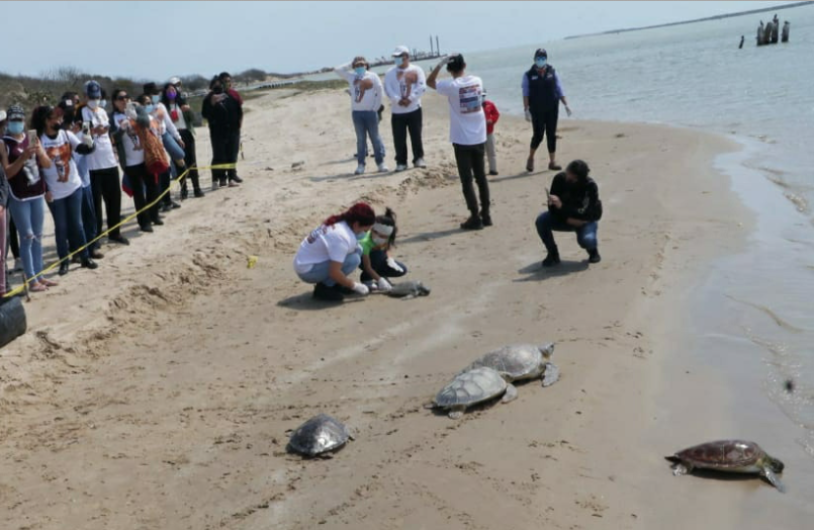 Liberan tortugas verdes en el litoral del Puerto El Mezquital en Matamoros