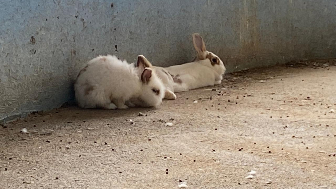 Listo el Zoológico en Nuevo Laredo para altas temperaturas