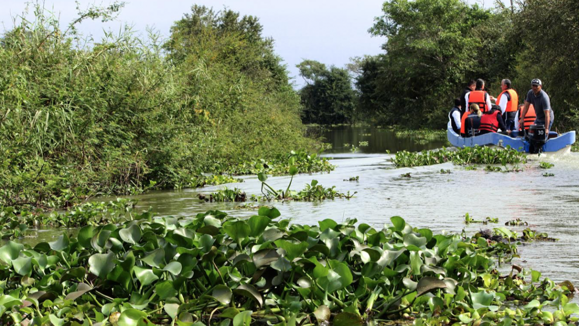Refuerza Gobierno de Tamaulipas recuperación de ecosistemas de manglar