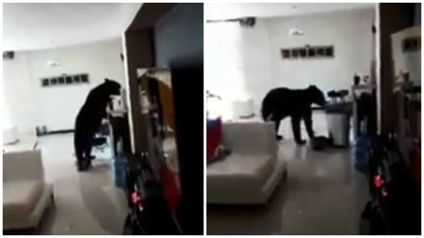 Captan a oso dentro de una casa en Monterrey