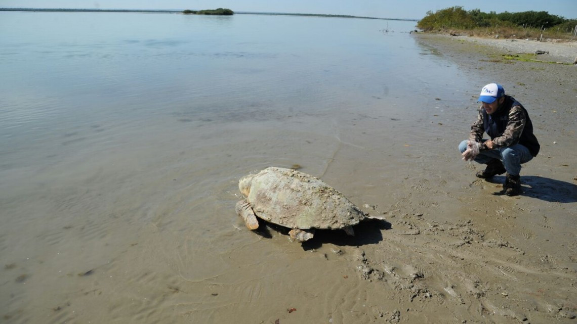 Rescatan y liberan más de 200 tortugas varadas en playas tamaulipecas
