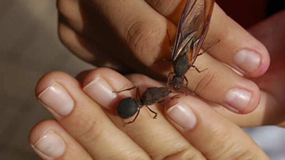 Las hormigas “chicatanas”, el manjar oaxaqueño más caro de temporada