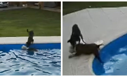 Perrita evita que se ahogue su compañero canino 