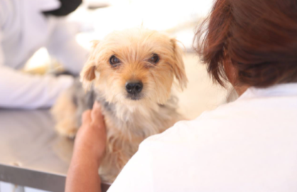 Aplicarán sanciones a quienes no respeten los derechos de los animales