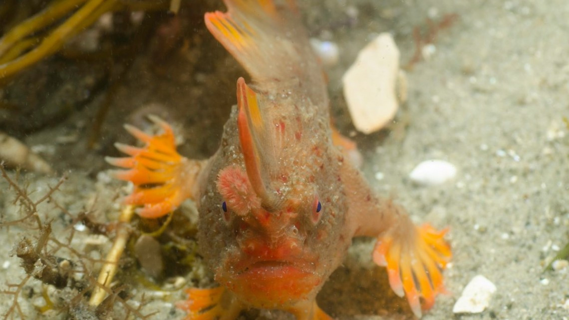 Científicos hallan una población de peces con patas