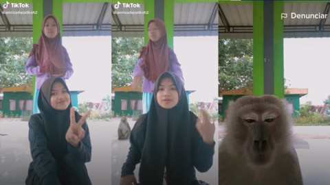 Mono interrumpe el baile de unas tiktokers 