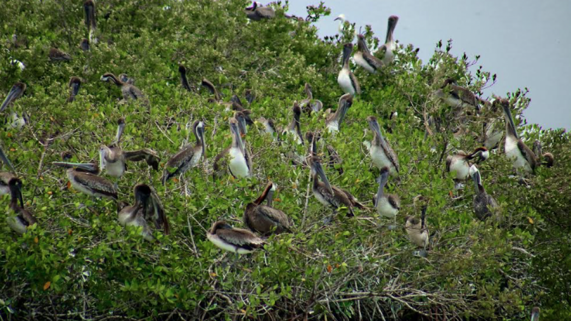Gobierno de Tamaulipas celebra día de los Humedales y te invita a sumarte a su protección