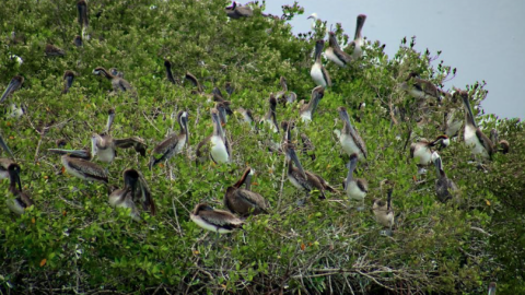 Gobierno de Tamaulipas celebra día de los Humedales y te invita a sumarte a su protección