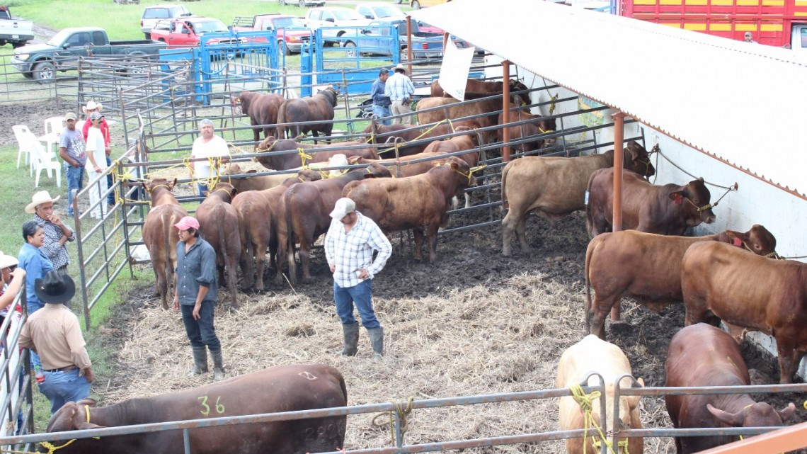 Ofrece Mejoramiento Genético Tam 2017 sementales de calidad