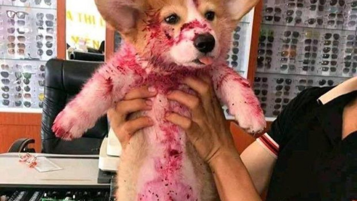 “¡Ay… me va a dar algo!” Perrito juega “cruel broma” a su dueña 