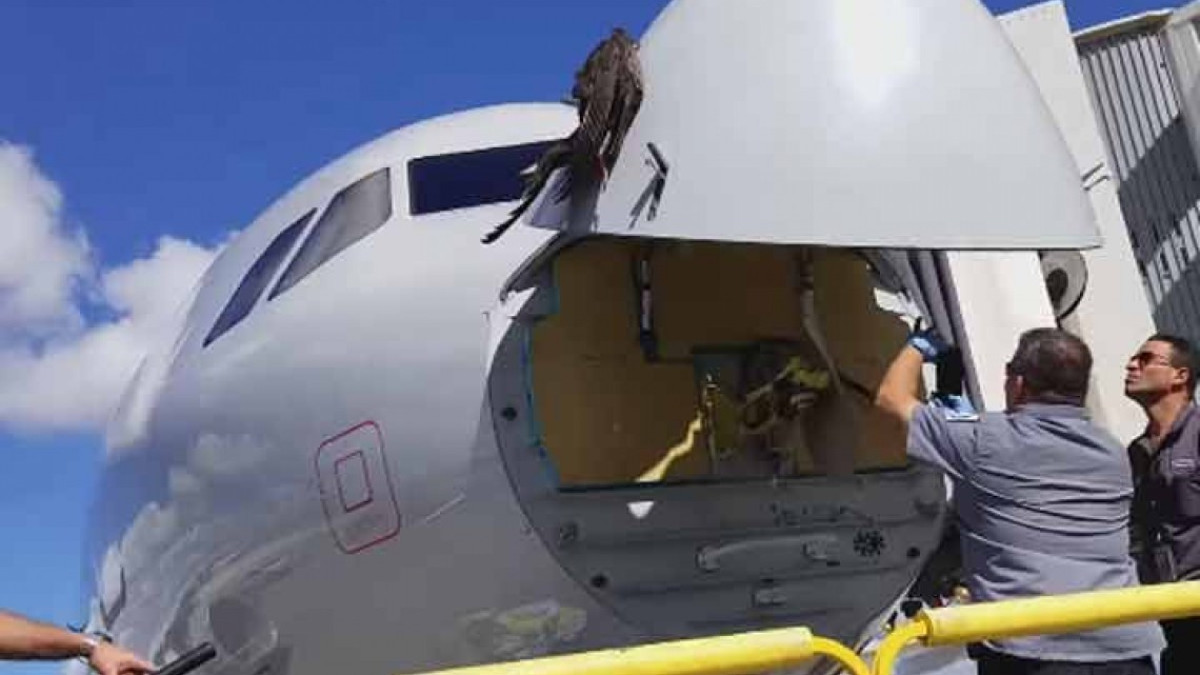 Ave impacta con avión en pleno vuelo