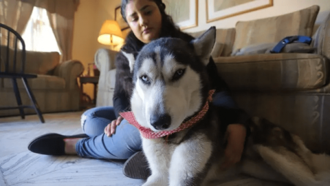 Muere Max, el perro que vendía junto con su dueña cupcakes para pagar su tratamiento