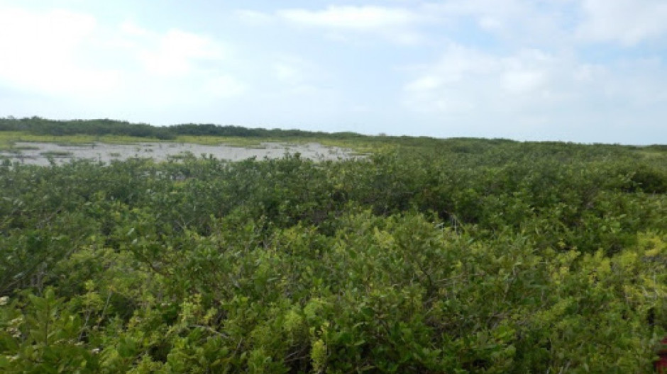 Manglares de Tamaulipas captan 2.5 toneladas de dióxido de carbono por hectárea