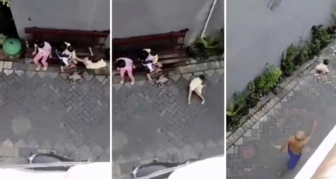 Mono intenta secuestrar a una niña en plena calle