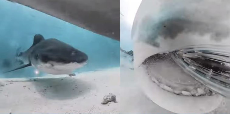 Graba un vídeo espectacular del interior de la boca del tiburón que intentó devorar su cámara