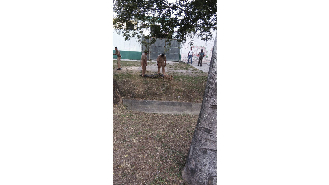 Cocodrilo sembraba el terror en colonias aledañas al Carpintero