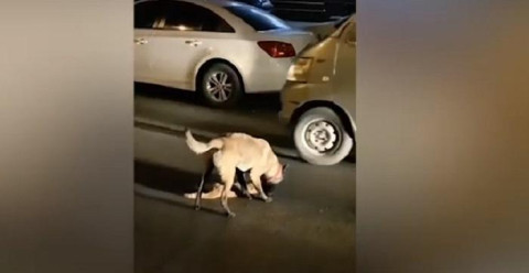 Perro intenta reanimar a un gato muerto