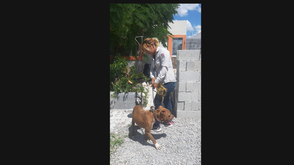 Vigila Protección Animal cumplimiento de la Ley y respeto a mascotas 