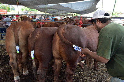 Llega mejoramiento genético a Cd. Mier y Nuevo Laredo con 130 sementales bovinos