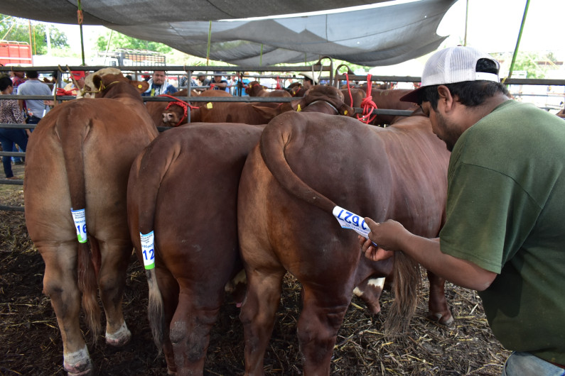 Llega mejoramiento genético a Cd. Mier y Nuevo Laredo con 130 sementales bovinos