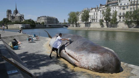 Aparece ballena varada en el centro de París