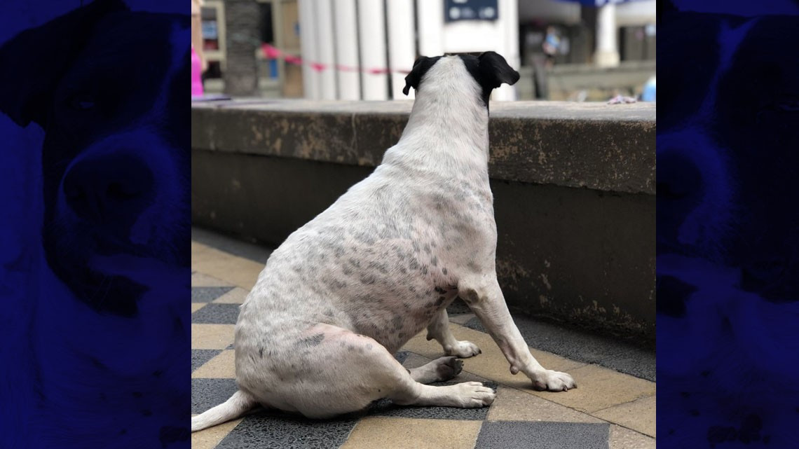 El "perro vaca" que engañó a una ciudad entera