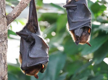 Descubren nuevo coronavirus en murciélagos