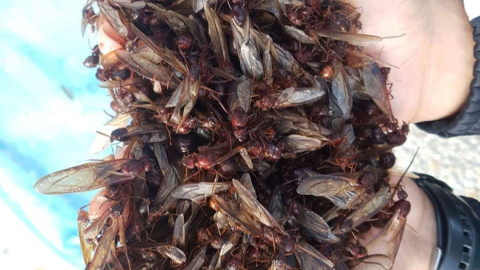 Las hormigas “chicatanas”, el manjar oaxaqueño más caro de temporada