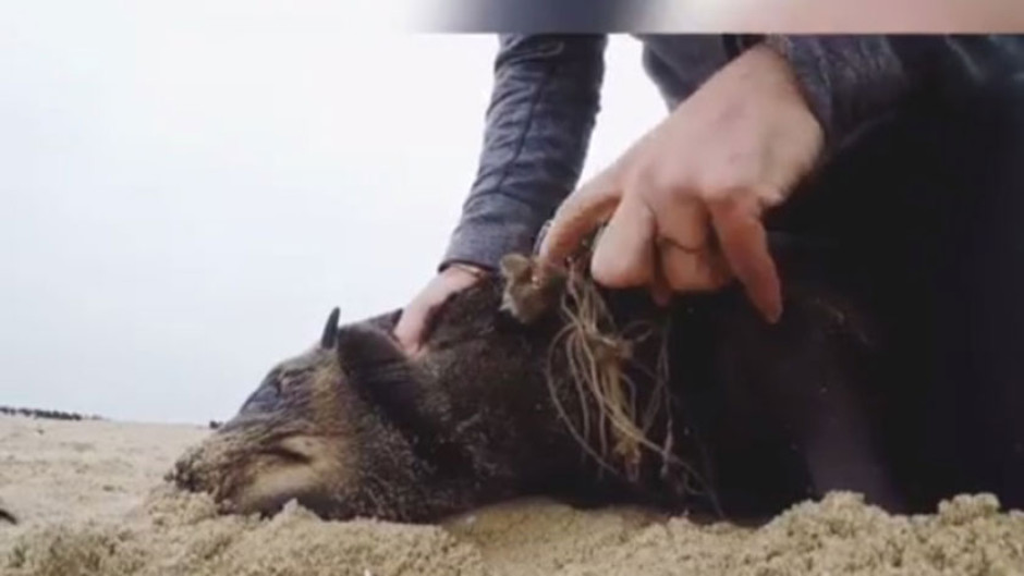 Salvan foca con cuerda enredada en el cuello