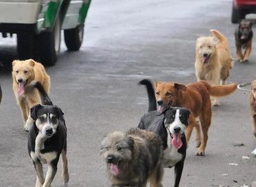Suman 20 denuncias por agresión y mordeduras de perro 