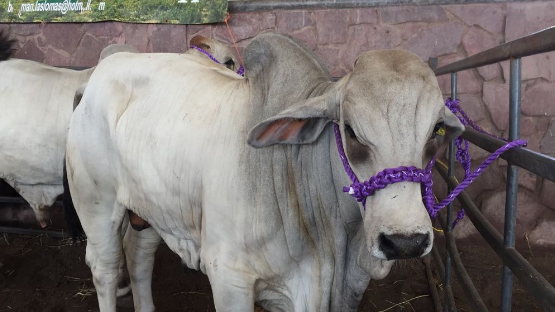 Sortean 150 sementales para mejoramiento genético