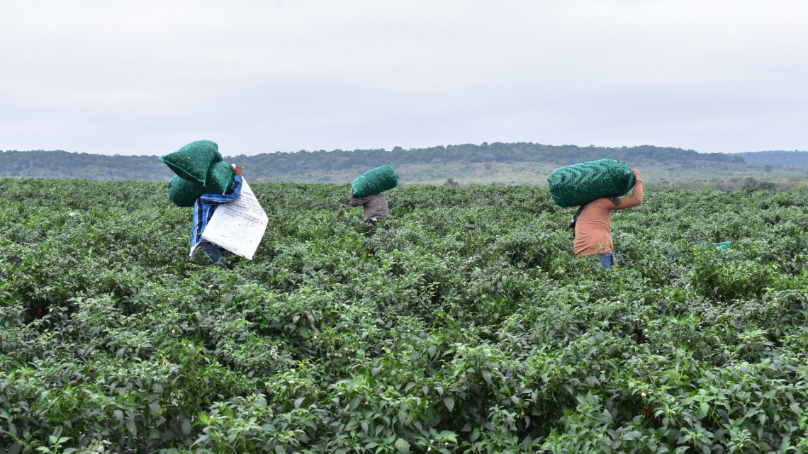 Gobierno de Tamaulipas se mantiene atento a salud de trabajadores ubicados en granjas de Canadá