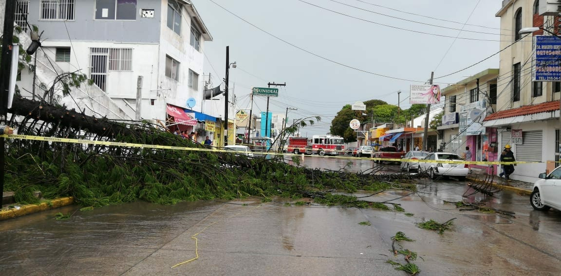 Entrada de frente frío ocasiona caída de árboles en Madero