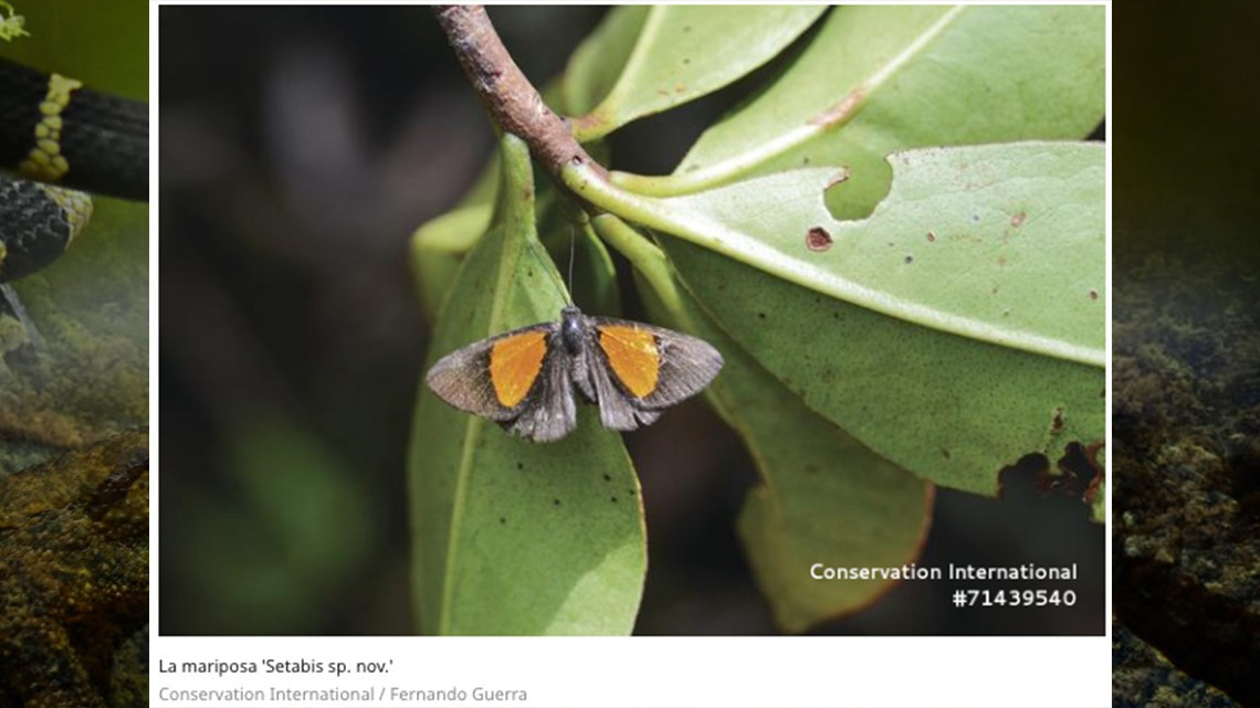 Descubren 20 nuevas especies en selvas de Bolivia