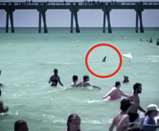 Vacacionistas viven momentos de pánico tras encuentro con tiburón en una playa de Florida