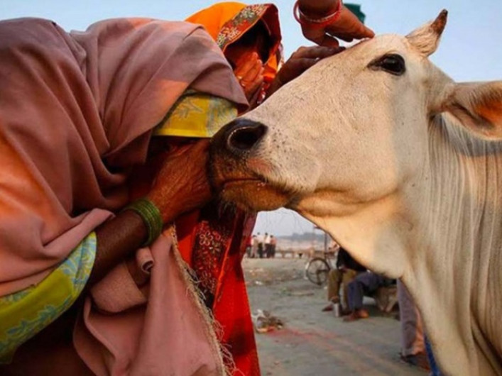 4 detenidos por muerte de 2 tras supuesto sacrificio de una vaca