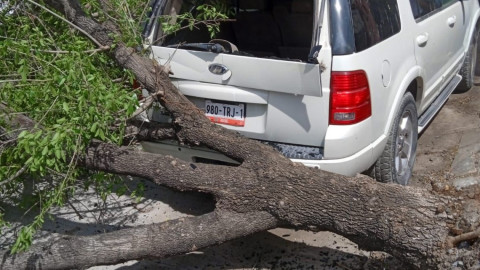 Fuertes vientos derriban anuncios y árboles 