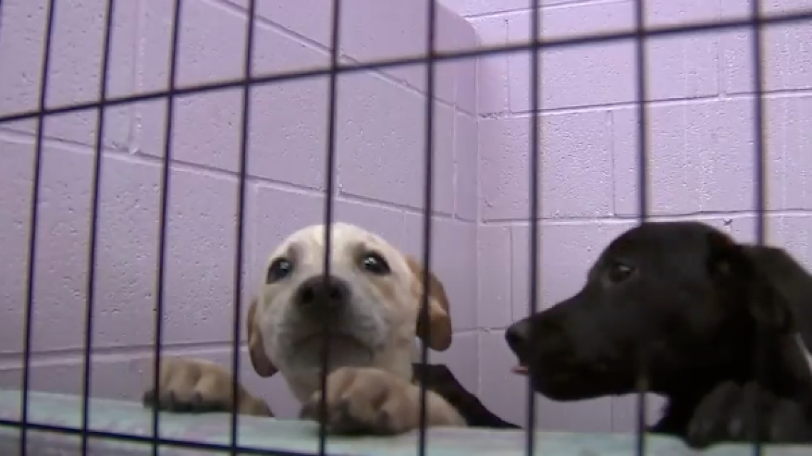 Sociedad Protectora de Animales en Harlingen pide urgentemente adoptar: están a máxima capacidad