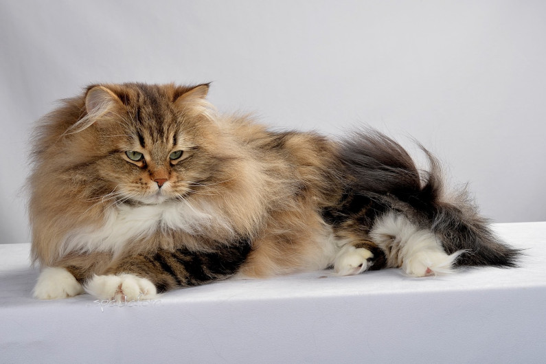 ¡Ahora los mininos! Gatos rusos no podrán participar en ferias de la Federación Internacional 