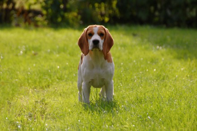 Critican experimento médico en España por sacrificar cachorros Beagle 