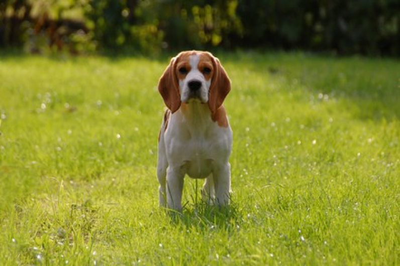 Critican experimento médico en España por sacrificar cachorros Beagle 