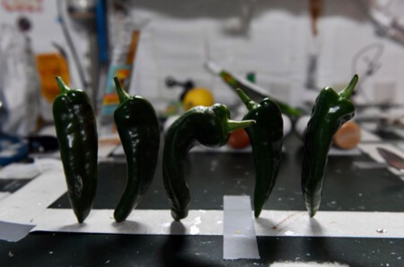 Astronautas cosechan chiles en el espacio
