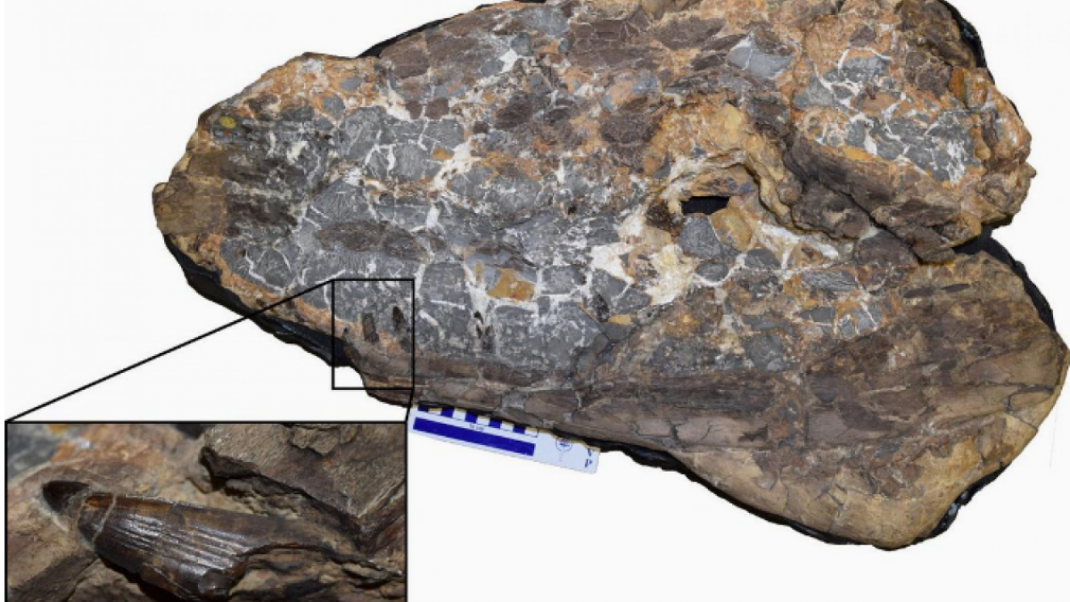 Conoce al "dinodrilo", ¿o "cocosaurio"?