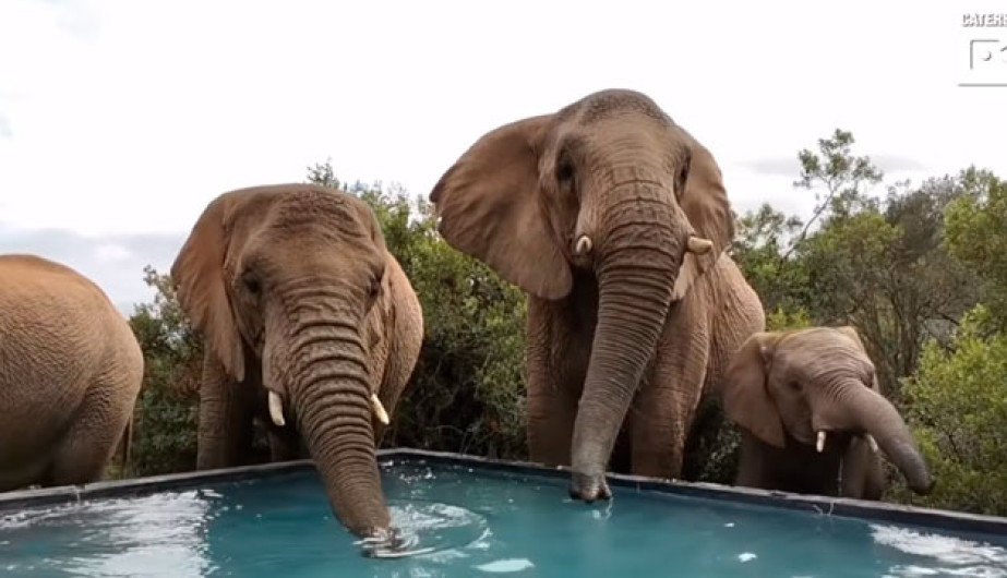 Manada de elefantes se refrescan en una piscina en Sudáfrica