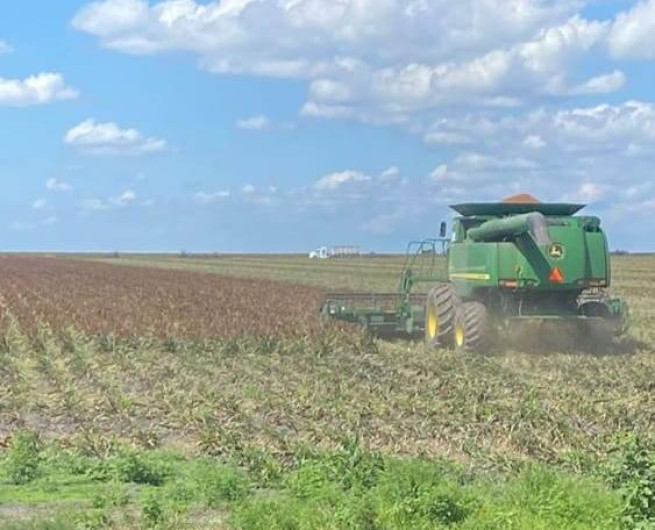 Piden campesinos 6 mil 500 pesos por tonelada de sorgo