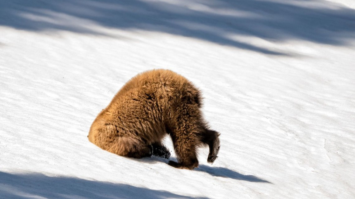 Las fotos más cómicas de la naturaleza