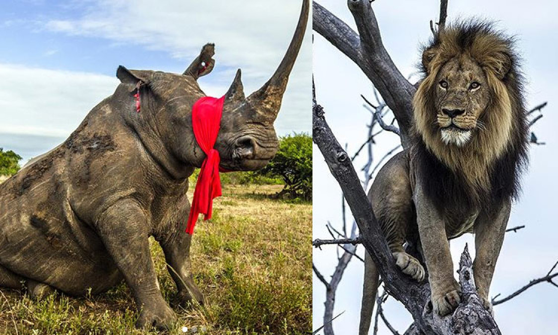 Leones devoran a cazadores que perseguía rinocerontes