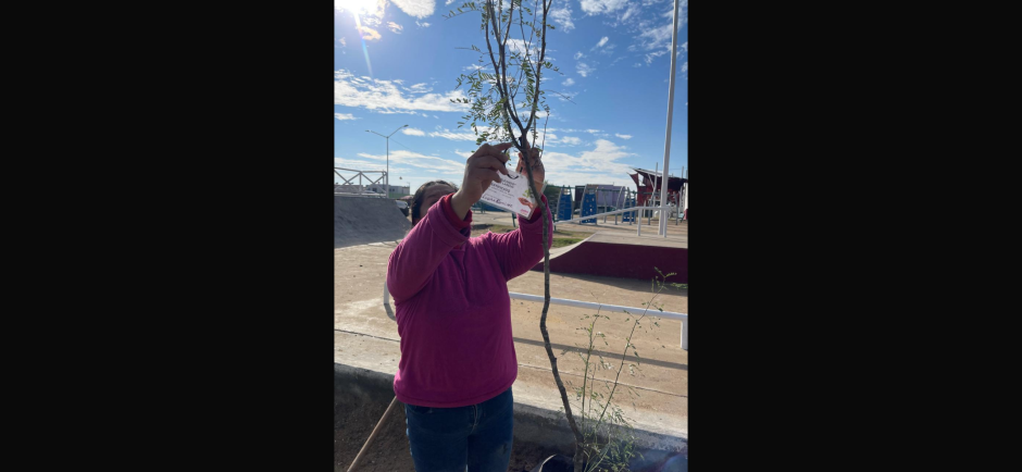 Reforestan Plaza de Los Olivos 2 como parte del programa Arboleando NLD