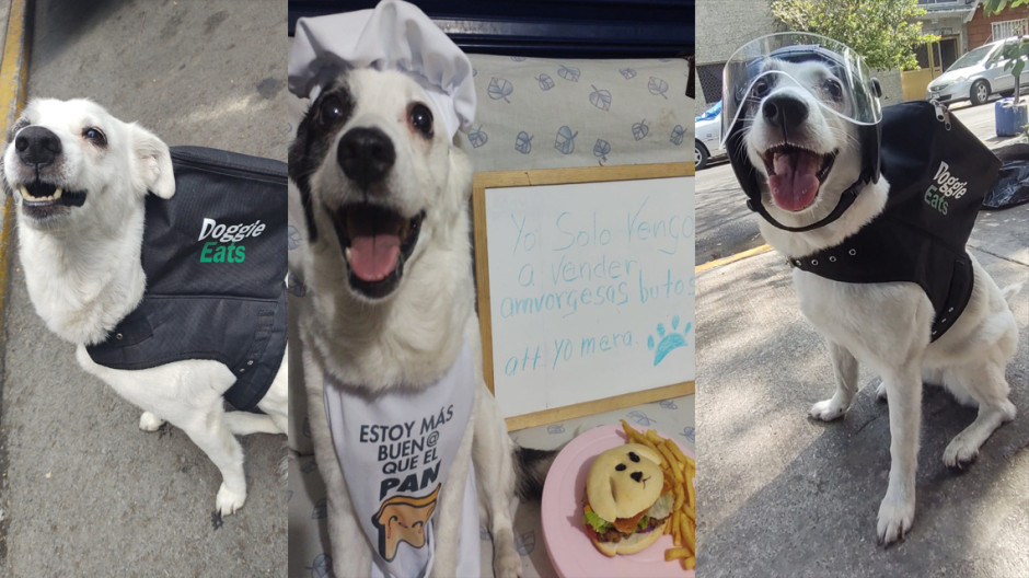 Perrita reparte comida para recaudar fondos y roba el corazón de los cibernautas